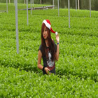 Plants: image 2 0f 50 thumb