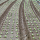 Plants: image 6 0f 50 thumb