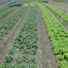 Plants: image 7 0f 50 thumb