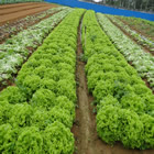 Plants: image 8 0f 50 thumb