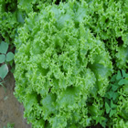 Plants: image 9 0f 50 thumb