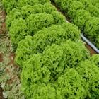 Plants: image 10 0f 50 thumb