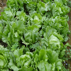 Plants: image 11 0f 50 thumb