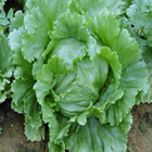 Plants: image 12 0f 50 thumb