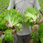 Plants: image 13 0f 50 thumb