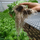 Plants: image 15 0f 50 thumb