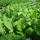 Plants: image 16 0f 50 thumb