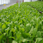 Plants: image 17 0f 50 thumb