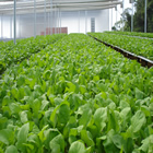 Plants: image 18 0f 50 thumb