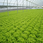 Plants: image 19 0f 50 thumb