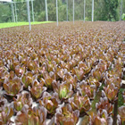 Plants: image 20 0f 50 thumb