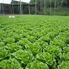 Plants: image 21 0f 50 thumb