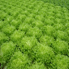 Plants: image 22 0f 50 thumb