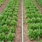 Plants: image 25 0f 50 thumb