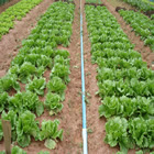 Plants: image 26 0f 50 thumb