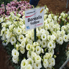 Plants: image 28 0f 50 thumb