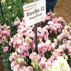 Plants: image 29 0f 50 thumb