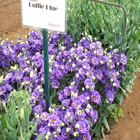 Plants: image 30 0f 50 thumb