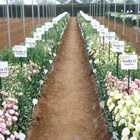 Plants: image 31 0f 50 thumb