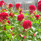 Plants: image 32 0f 50 thumb