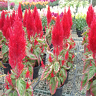 Plants: image 33 0f 50 thumb