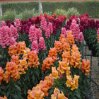 Plants: image 34 0f 50 thumb