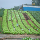 Plants: image 35 0f 50 thumb