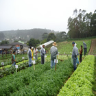 Plants: image 36 0f 50 thumb