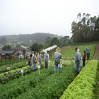 Plants: image 37 0f 50 thumb