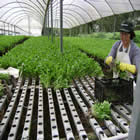 Plants: image 38 0f 50 thumb