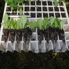 Plants: image 39 0f 50 thumb