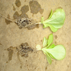 Plants: image 40 0f 50 thumb