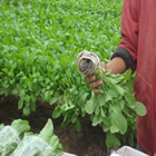 Plants: image 41 0f 50 thumb