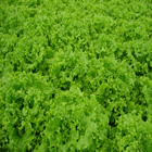 Plants: image 43 0f 50 thumb