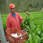 Plants: image 44 0f 50 thumb