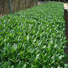 Plants: image 45 0f 50 thumb