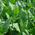 Plants: image 46 0f 50 thumb