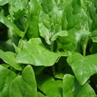 Plants: image 47 0f 50 thumb