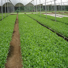 Plants: image 51 0f 50 thumb