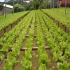 Plants: image 52 0f 50 thumb