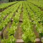 Plants: image 53 0f 50 thumb