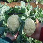 Plants: image 54 0f 50 thumb