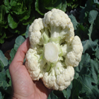 Plants: image 55 0f 50 thumb