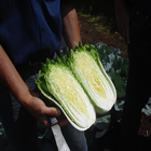 Plants: image 56 0f 50 thumb