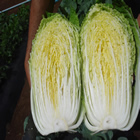 Plants: image 57 0f 50 thumb