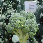 Plants: image 58 0f 50 thumb