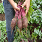 Plants: image 59 0f 50 thumb