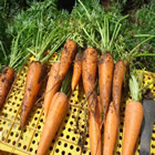 Plants: image 60 0f 50 thumb