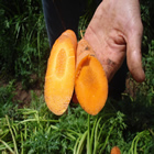 Plants: image 61 0f 50 thumb