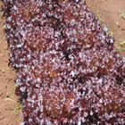 Plants: image 62 0f 50 thumb